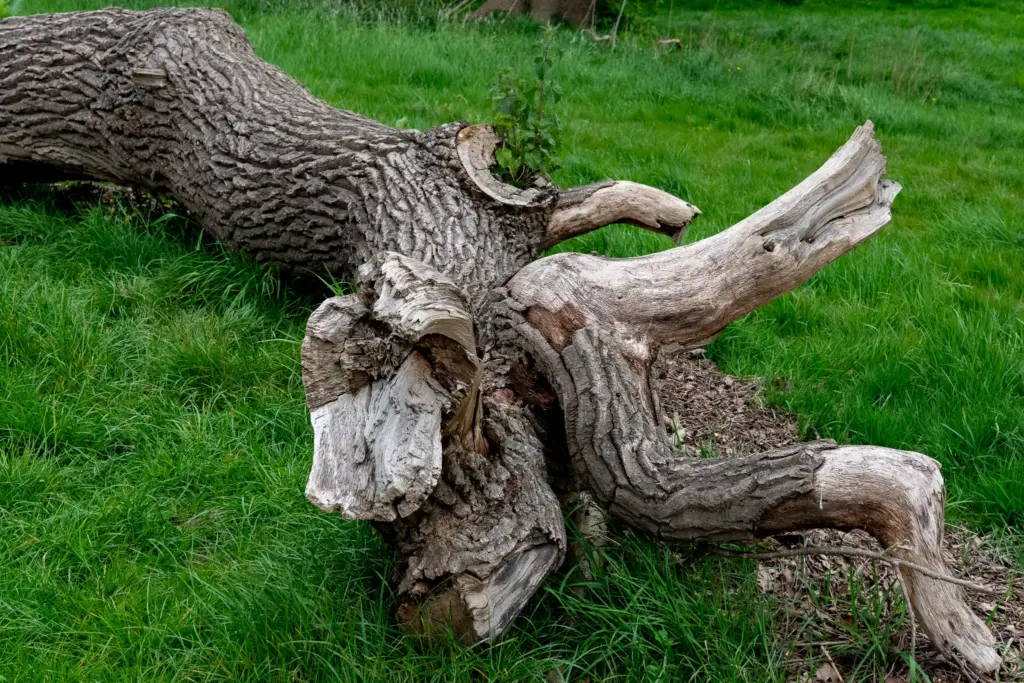 A fallen tree trunk with rough bark resting on a vibrant green grassy field.