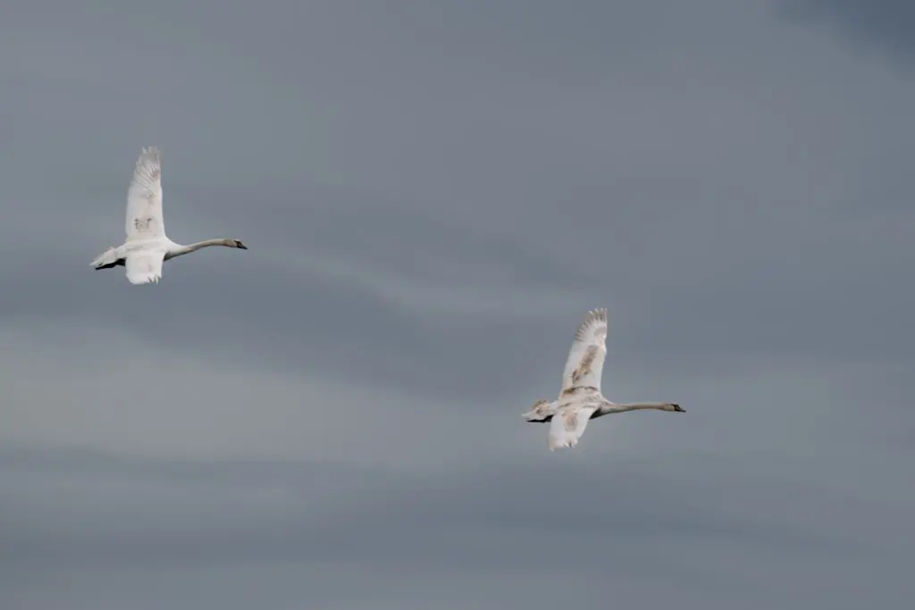 Two swans in mid-flight against a cloudy, overcast sky.