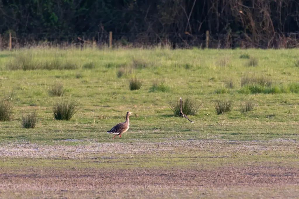 A goose walking through the expansive grassy fields at Hill Court Farm & The Blacklands, with a smaller lapwing in flight nearby