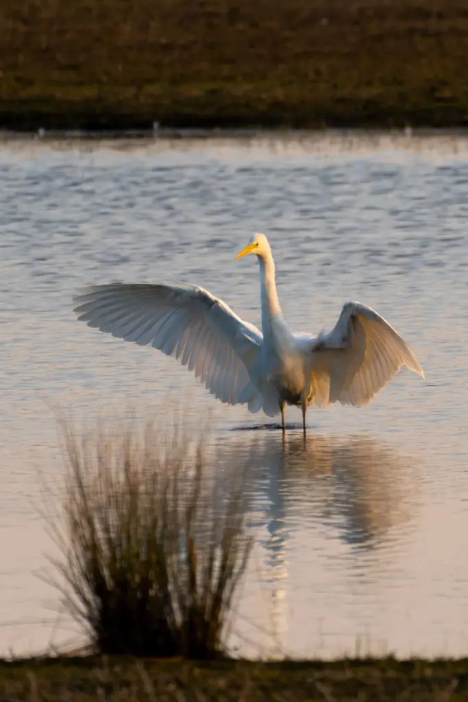 A Great Egret captured mid-flight during golden hour at Hill Court Farm & The Blacklands, with its wings fully extended above rippling water