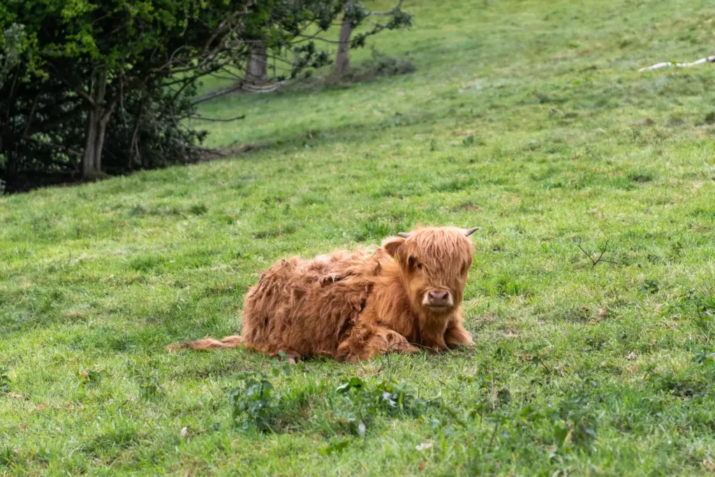 A Highland cow with long shaggy fur resting in a green field surrounded by trees in a rural setting.
