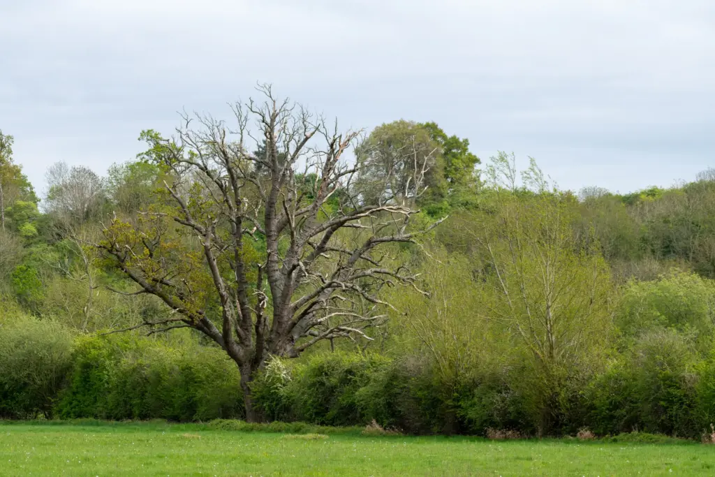 A large tree with sparse leaves in a grassy field surrounded by dense vegetation.