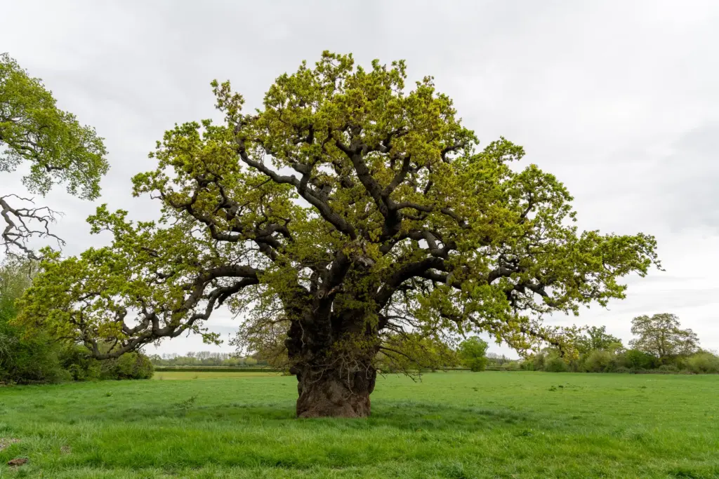 A large, mature tree with a wide canopy in a lush green field under a cloudy sky.