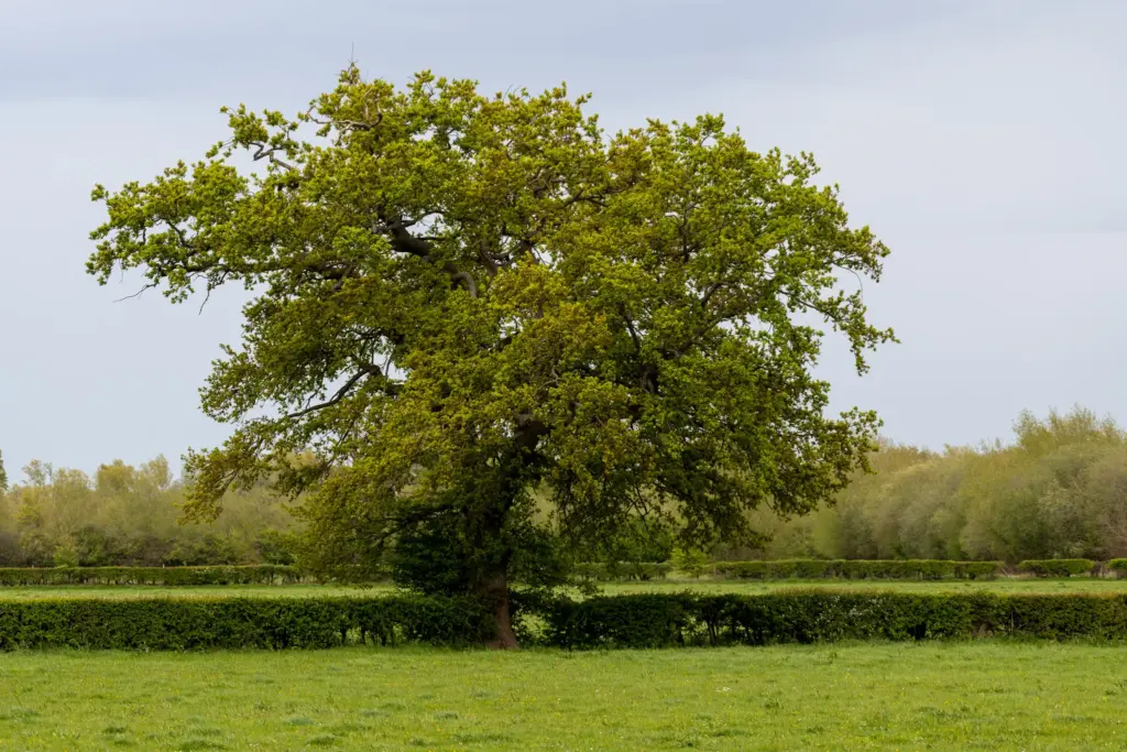A large leafy tree in a lush green field with trimmed hedges and an overcast sky.