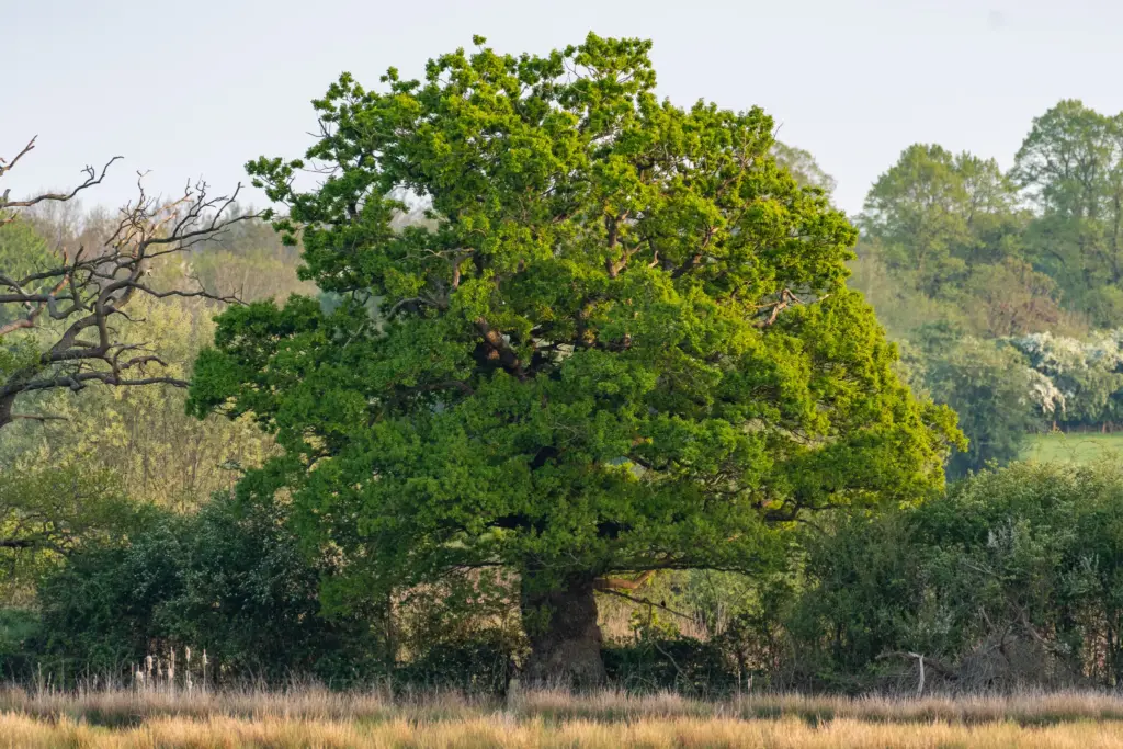 A large and vibrant tree surrounded by tall brown grasses at Hill Court Farm & The Blacklands nature reserve, an emblem of the area’s peaceful resilience.