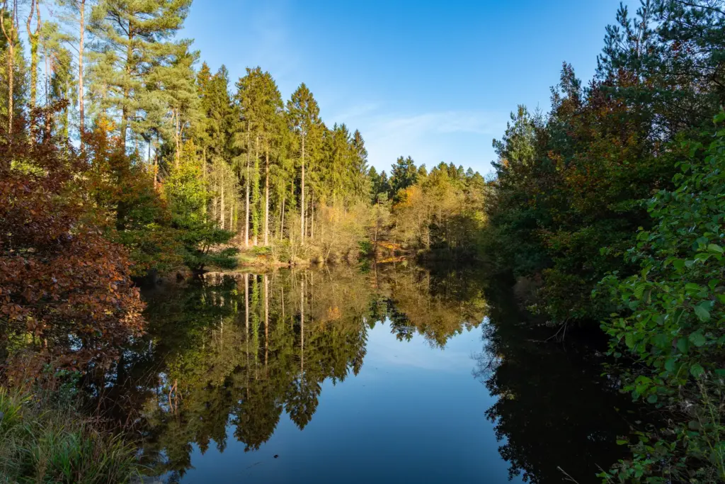 Serene Mallard Lake in the Forest of Dean with a mix of coniferous and deciduous trees reflected in the still water under a clear sky.