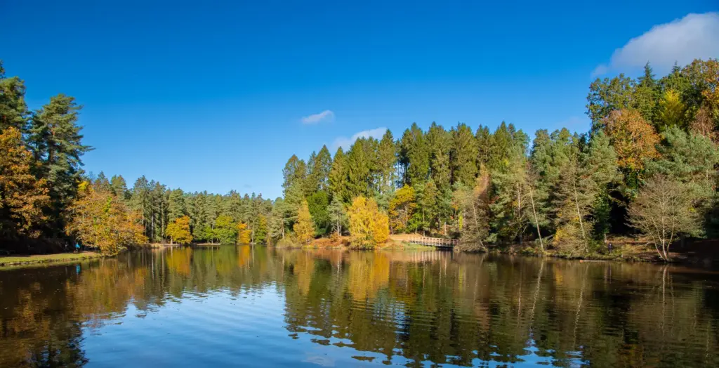 Mallard Lake in the Forest of Dean with a wooden bridge, surrounded by vibrant autumn trees and their reflections in the water.