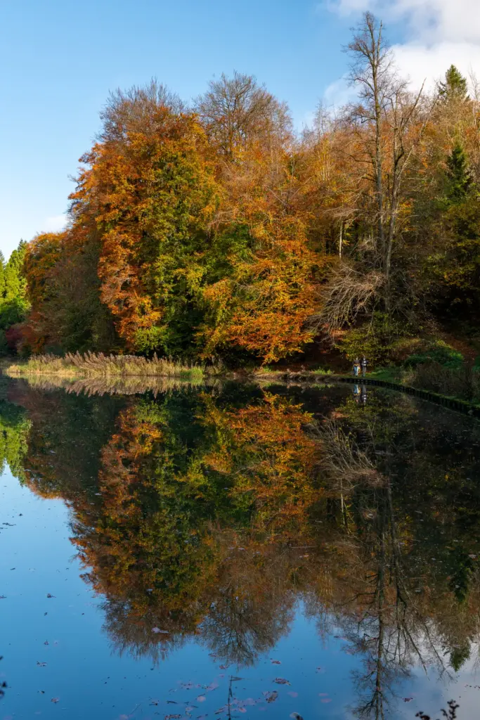 Vivid autumn foliage reflected in a tranquil pond at Miserden Estate near Stroud, with a clear blue sky and serene atmosphere