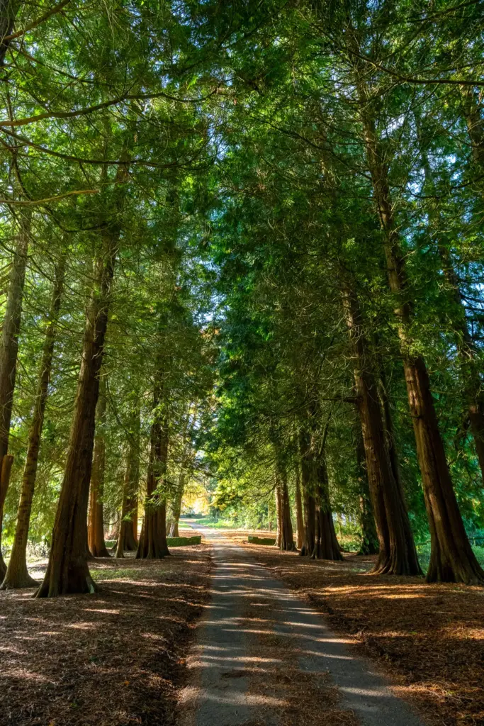 Forest pathway at Miserden Estate near Stroud, lined with tall trees forming a natural canopy, with sunlight filtering through the leaves