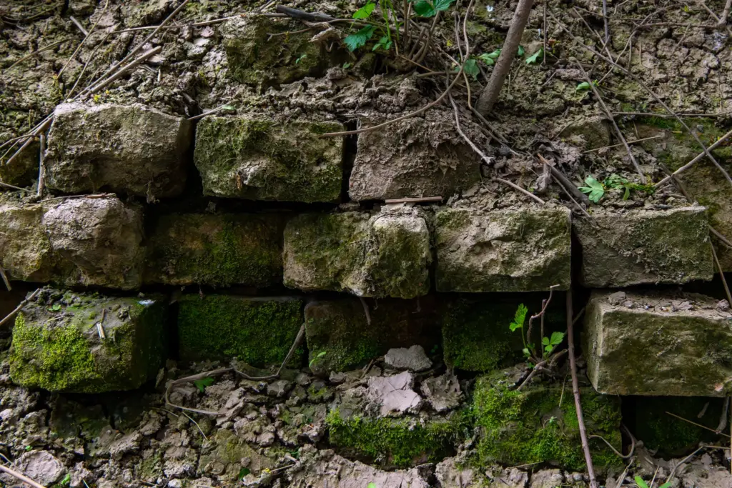 Close-up of a moss-covered stone wall with small plants and roots growing between the bricks.