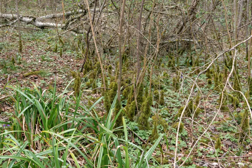 A mossy forest with lush green plants, moss-covered branches, and a natural woodland floor.