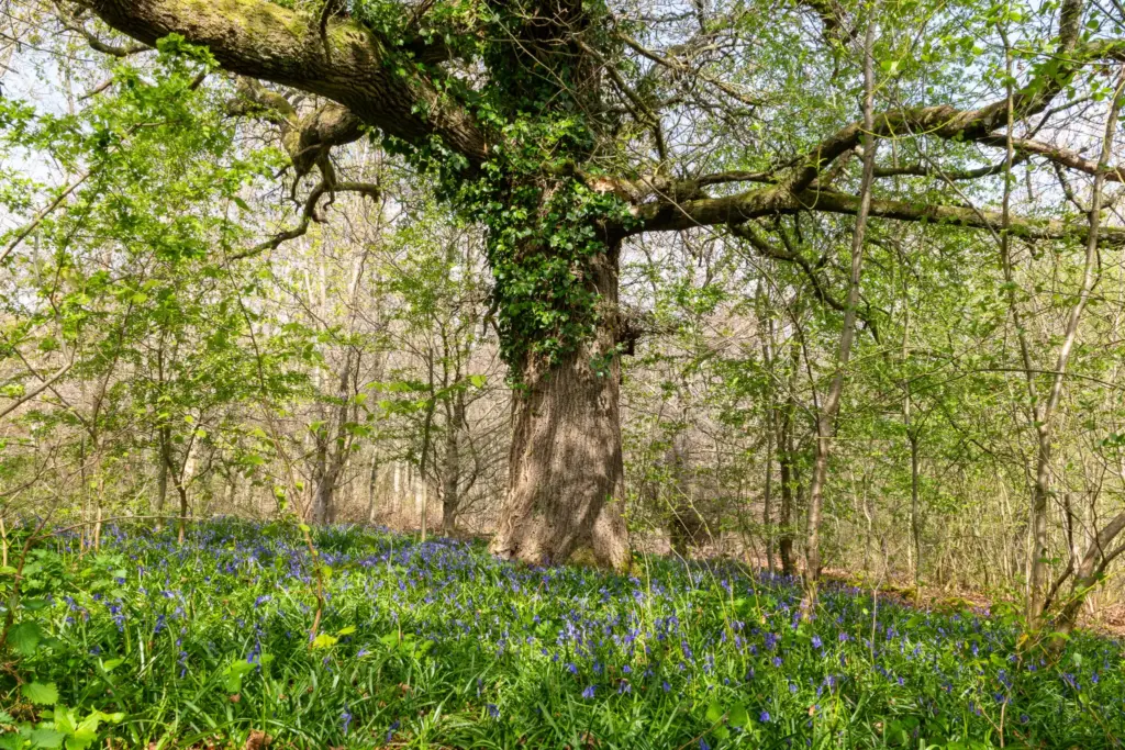 A large moss-covered tree surrounded by blooming bluebells in a vibrant woodland setting during spring.