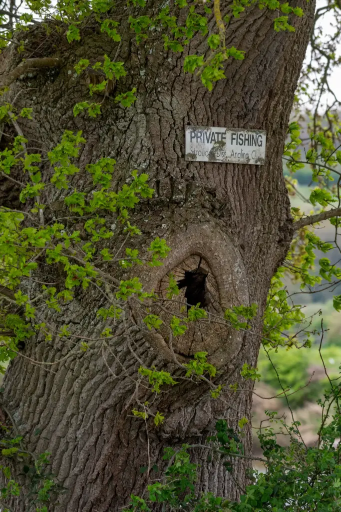 A large tree with a private fishing sign and a hollow trunk surrounded by green foliage