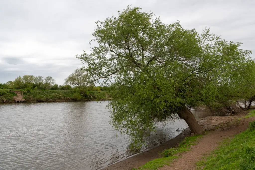 A tranquil river with an overhanging tree, a dirt path along the riverbank, and an overcast sky.