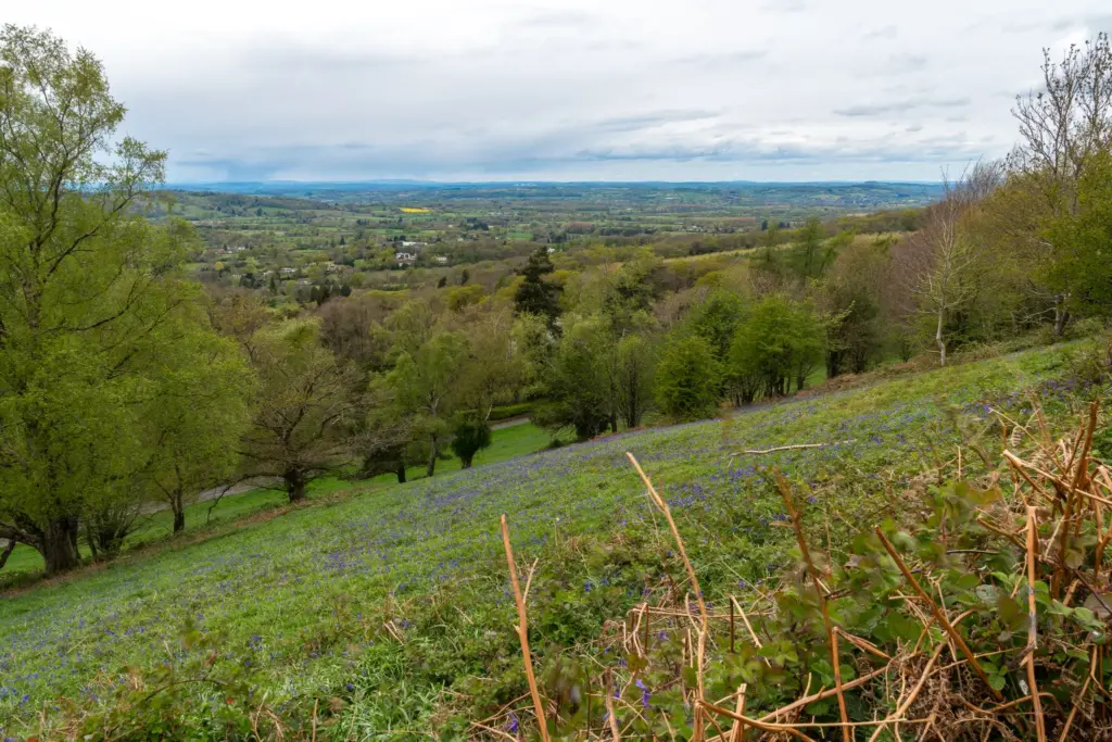 A rural landscape with a field of blue flowers, trees, and rolling hills under an overcast sky.