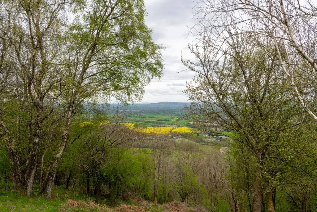 A scenic rural landscape with vibrant yellow fields, green trees, and rolling hills under an overcast sky.