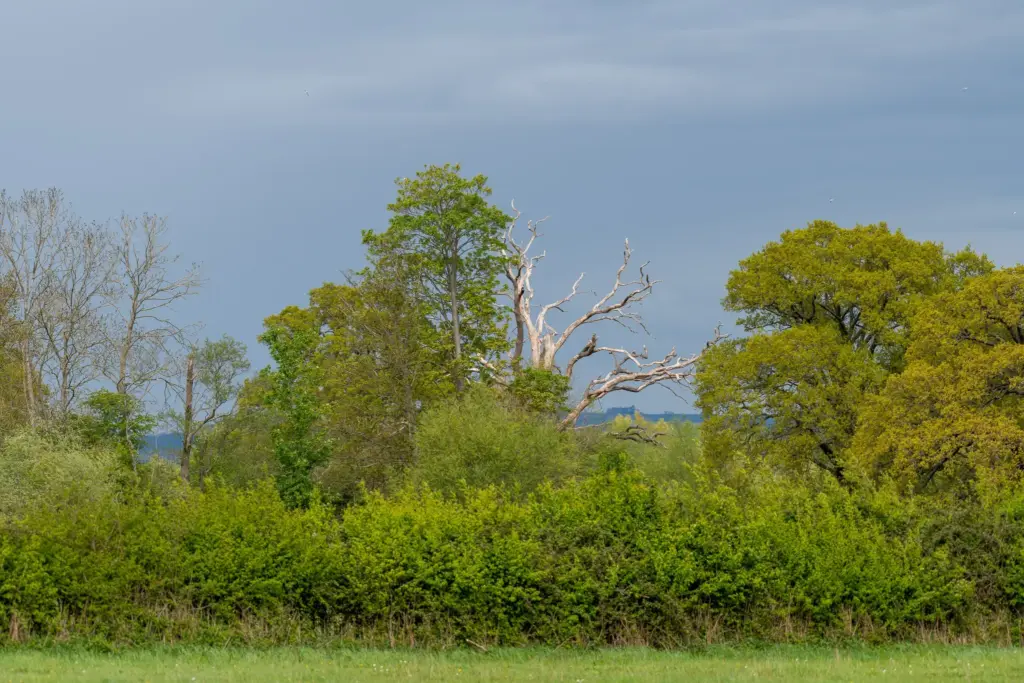 A serene countryside landscape with a dead tree surrounded by lush greenery under an overcast sky.
