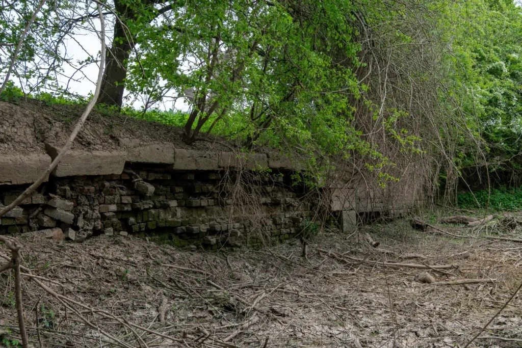 Weathered stone wall surrounded by dense green foliage and a dry, twig-covered ground.