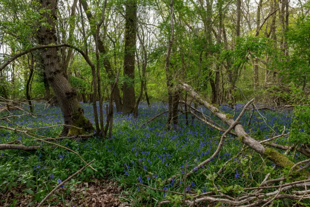 A dense woodland with a carpet of bluebell flowers covering the forest floor and scattered trees in spring.