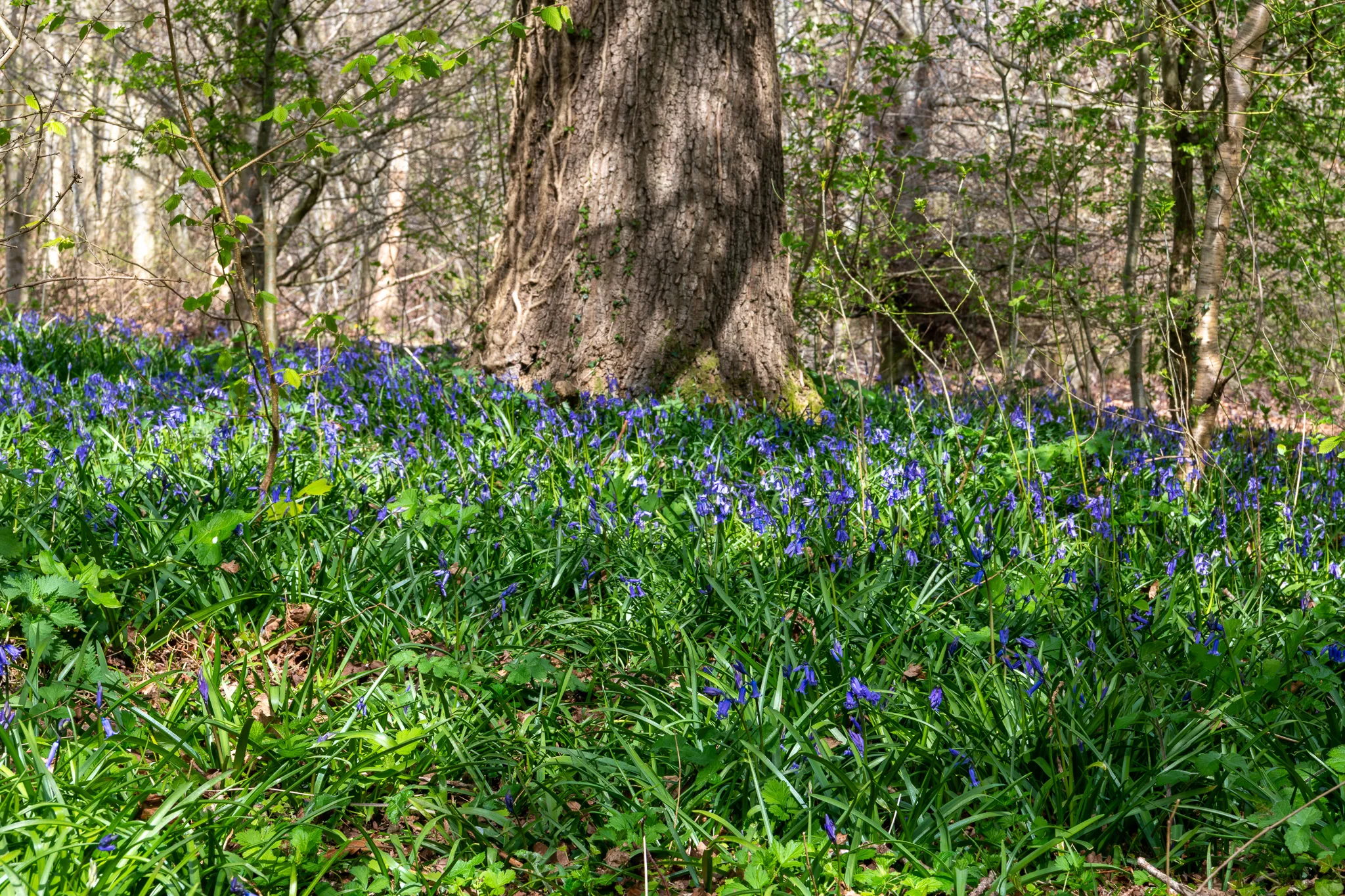 Chasing Bluebells Across Nature Reserves – A Photographer’s Adventure at Crickley Hill and Tiddesley Wood