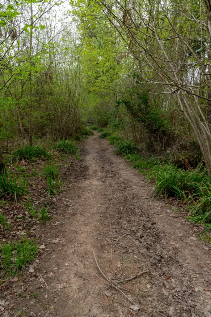 A tranquil dirt path through a dense woodland with budding trees and fresh greenery in early spring.
