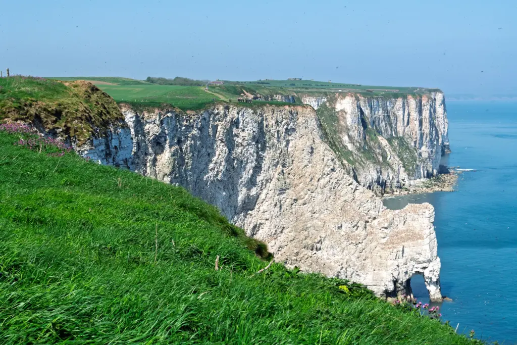 An expansive view of Bempton Cliffs featuring white chalk cliffs, lush green grass, patches of purple wildflowers, a calm blue ocean, and a clear sky.