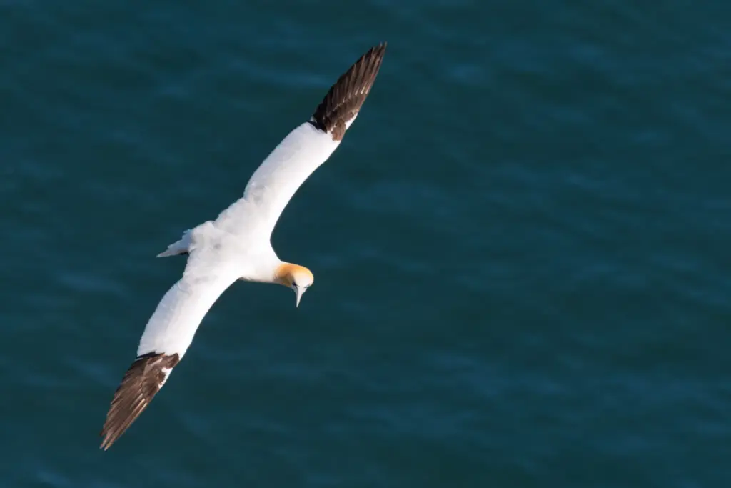 A gannet with white plumage, golden head, and dark wingtips soaring gracefully against a textured blue ocean background at Bempton Cliffs.