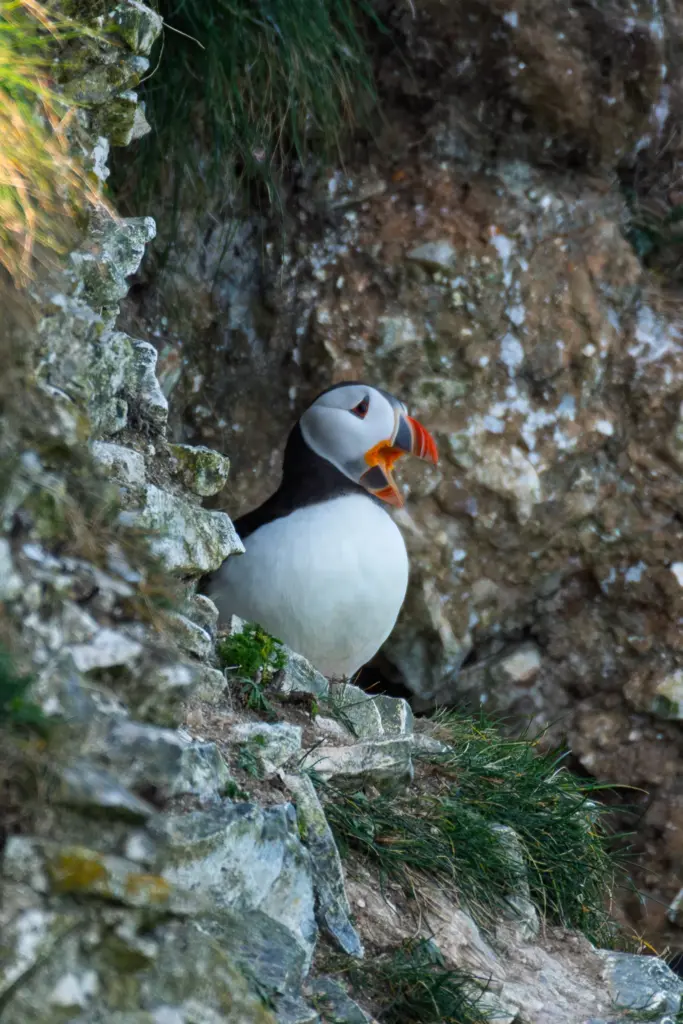 A puffin with bright orange and red beak, black and white plumage, perched on a mossy rock in front of a textured cliff face at Bempton Cliffs.