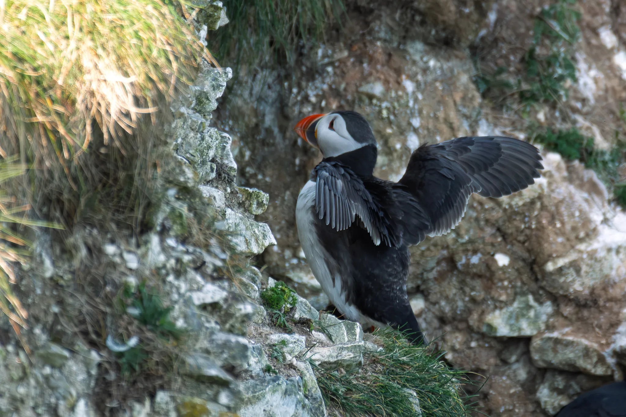 Exploring Bempton Cliffs Nature Reserve – A Photographer’s Paradise on the Yorkshire Coast