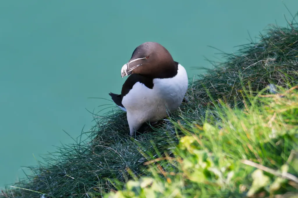 A razorbill with a black head and white underbelly perched on a rocky cliff covered in greenery, with a blurred expanse of ocean in the background.