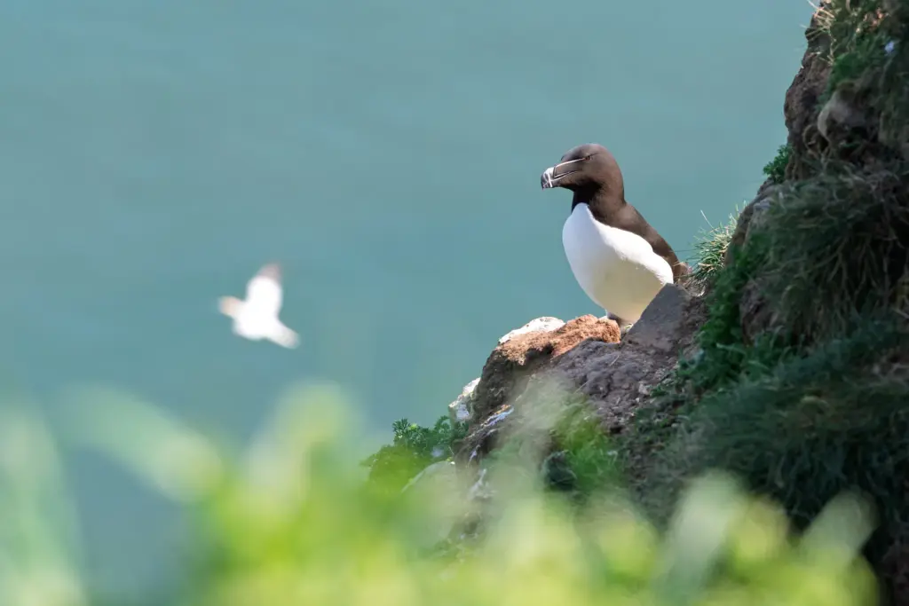 A razorbill with a black head and white underbelly perched on a rocky cliff covered in greenery, with a blurred expanse of ocean and blurred bird in the background.